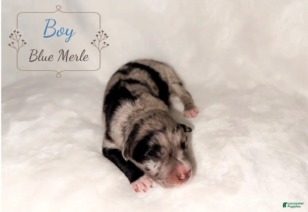 Australian Shepherd dogs for sale: Crew - Ad 2