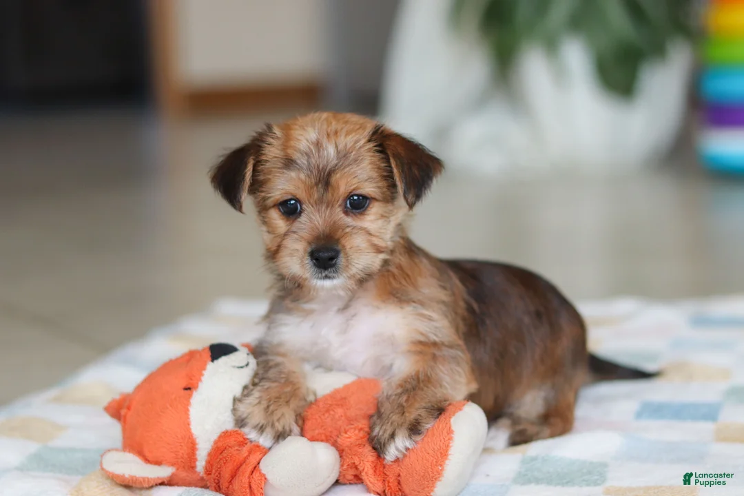Morkie dogs for sale: Karis - Ad 7