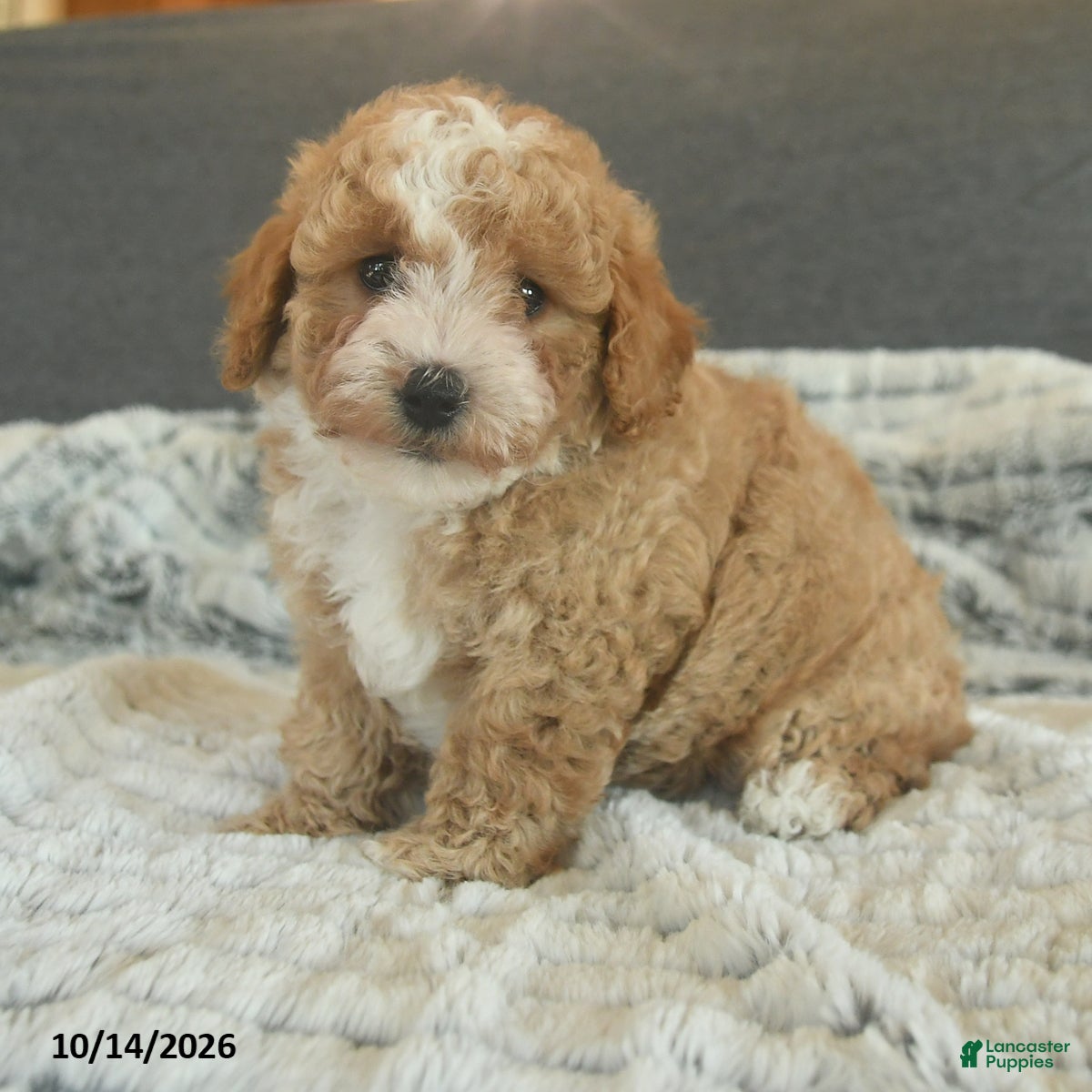Toy Poodle dogs Yolo - Ad 2