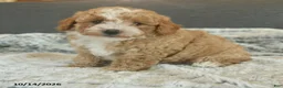 Toy Poodle dogs for sale: Yolo - Ad 2