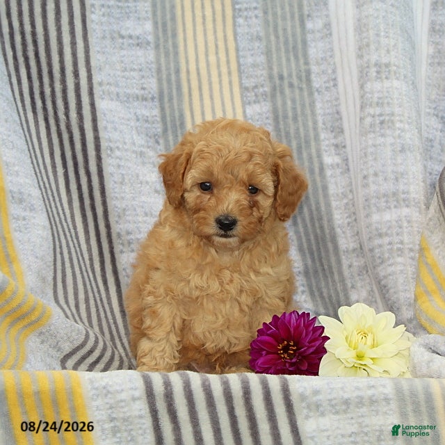 Toy Poodle dogs Victor - Ad 1