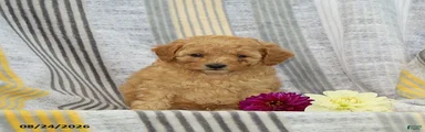 Victor