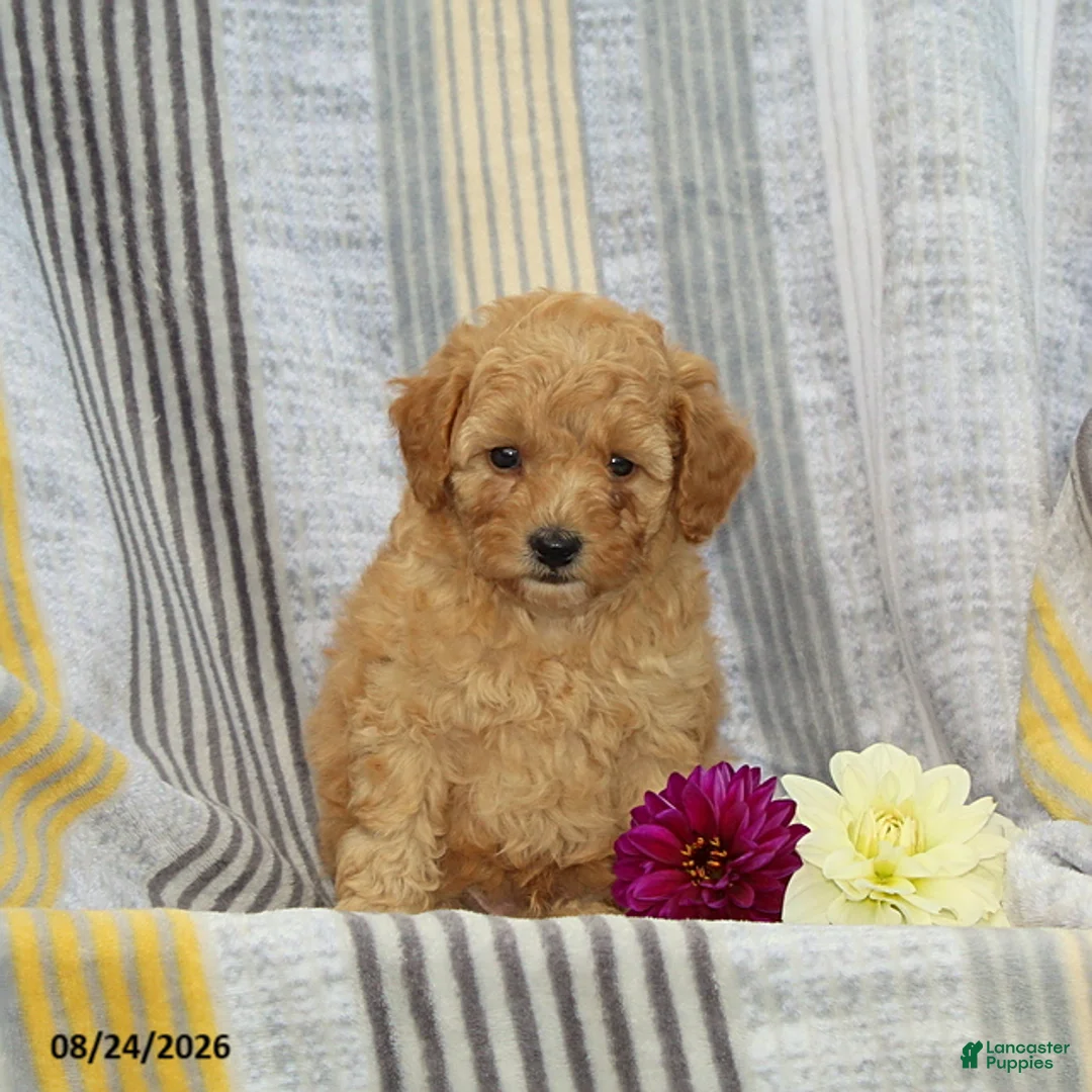 Toy Poodle dogs for sale: Victor - Ad 1
