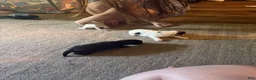 Bichpoo dogs for sale: Hershey - Ad 3