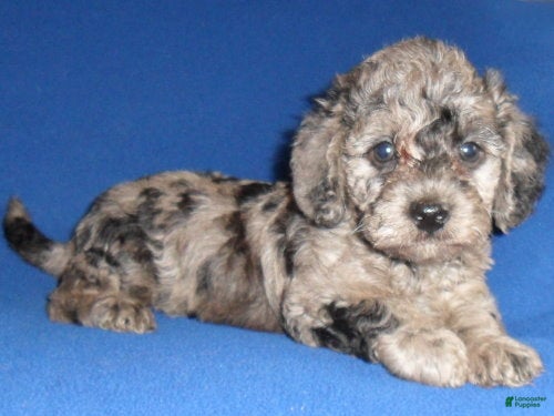 Yorkiepoo dogs Patches - Ad 2