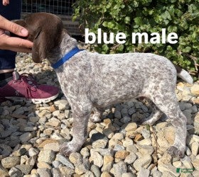 German Shorthaired Pointer dogs Blue Male - Ad 1