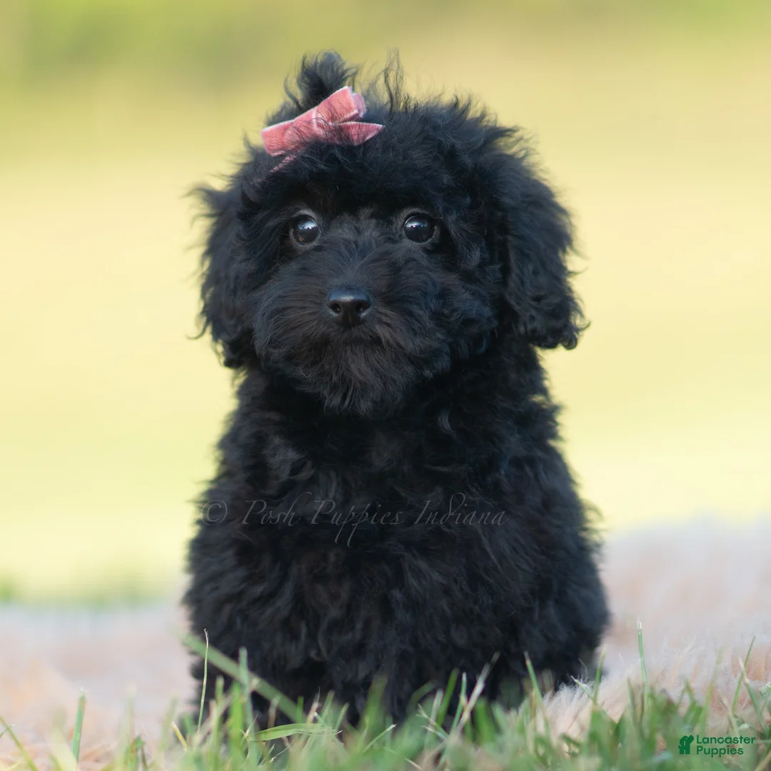 Mini Goldendoodle dogs for sale: Marnie - Ad 1