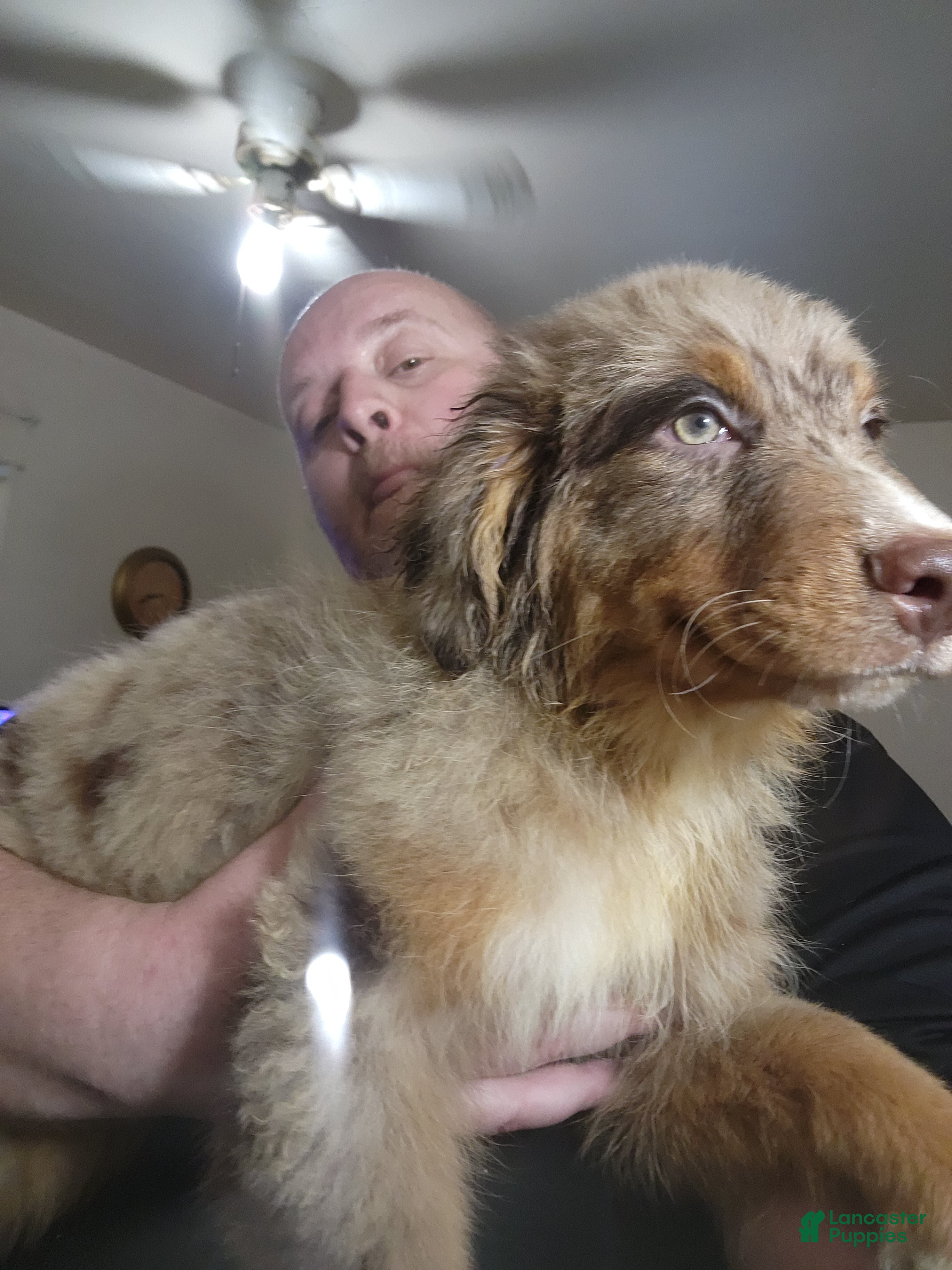 Australian Shepherd dogs for sale: Chip - Ad 1