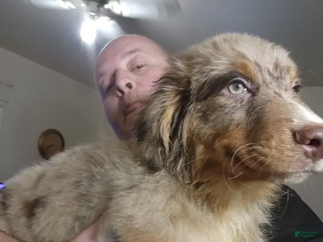 Australian Shepherd dogs for sale: Chip - Ad 1