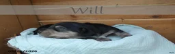 Dachshund dogs for sale: Will  - Ad 5