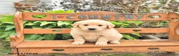 Golden Retriever dogs for sale: Darcy - Ad 3