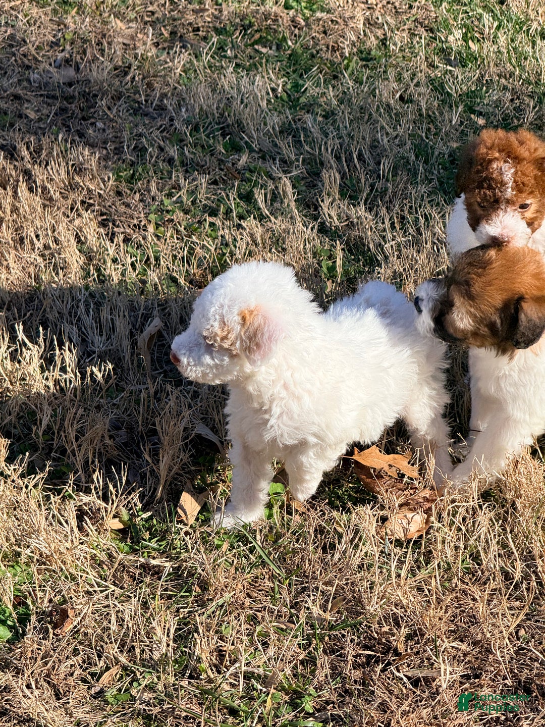 Pomapoo dogs for sale: Bandit - Ad 2