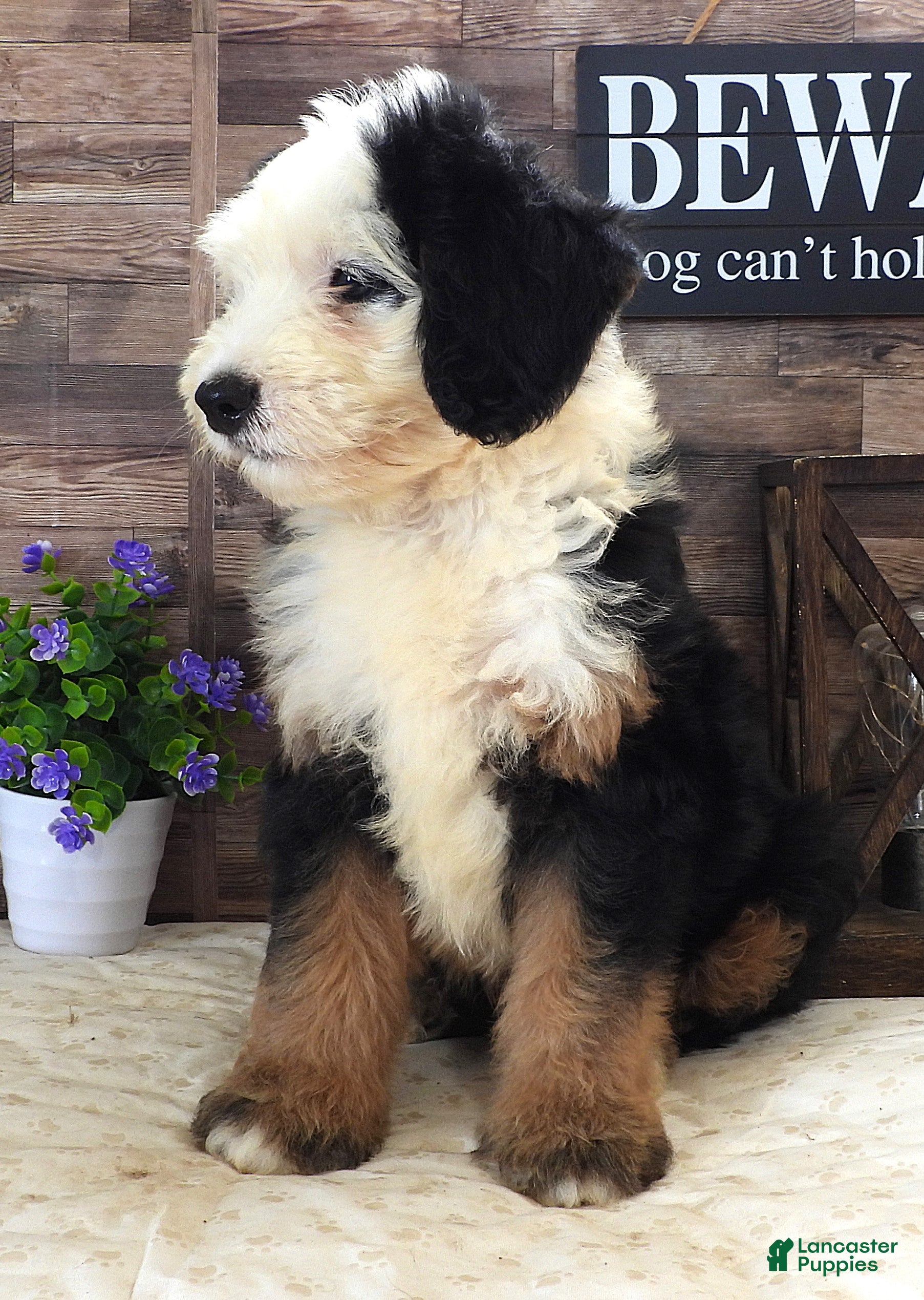 Mini Bernedoodle dogs Male #9 (Splash's) - Ad 24