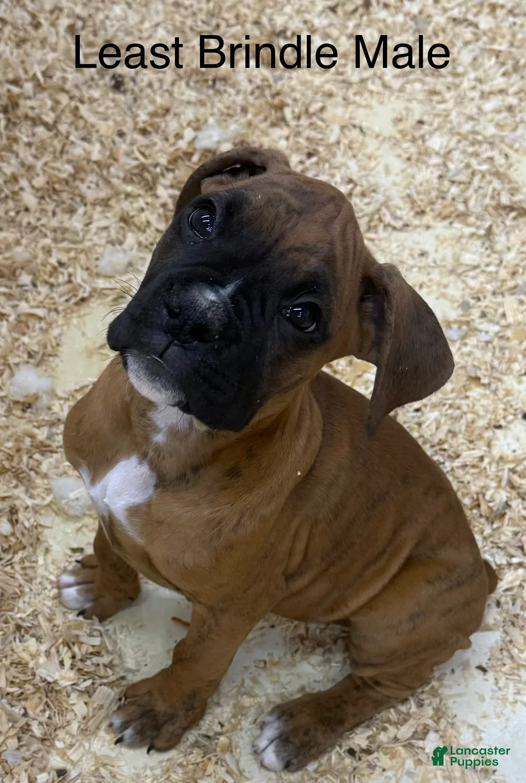 Boxer dogs for sale: Boxer 2 - Ad 1