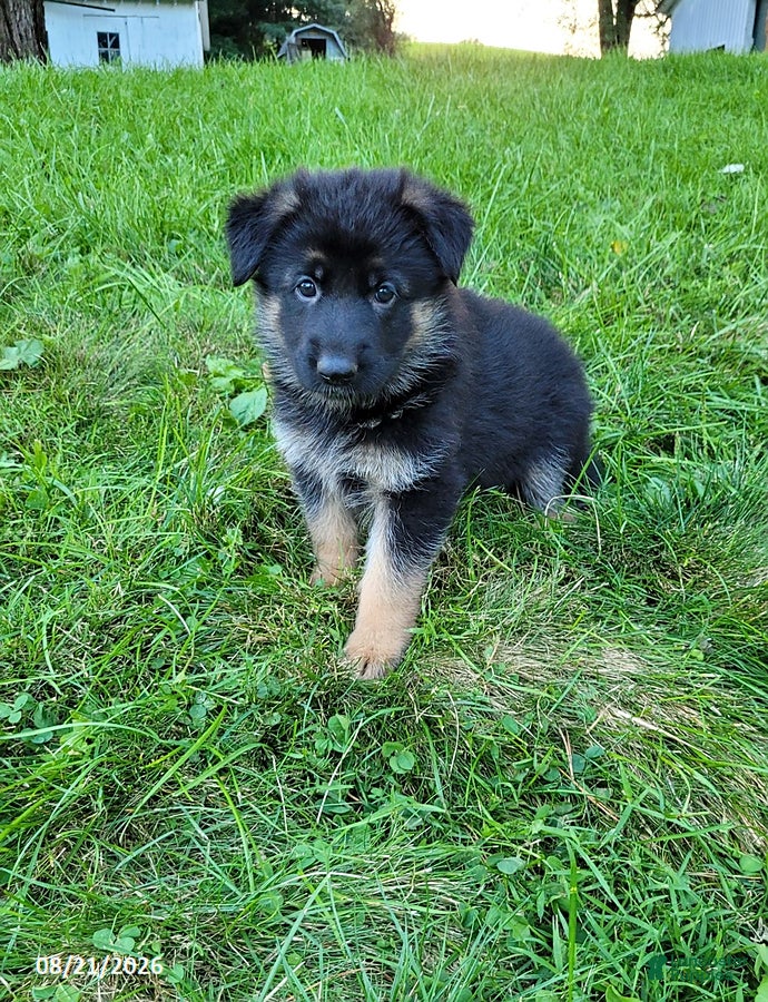 German Shepherd dogs Lucy - Ad 1