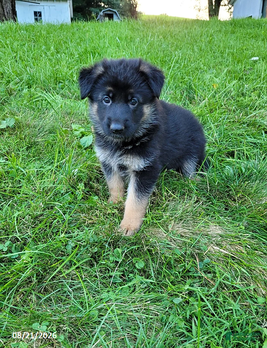 German Shepherd dogs for sale: Lucy - Ad 1