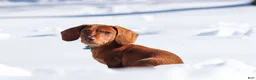 Dachshund dogs for sale: Harley - Ad 16