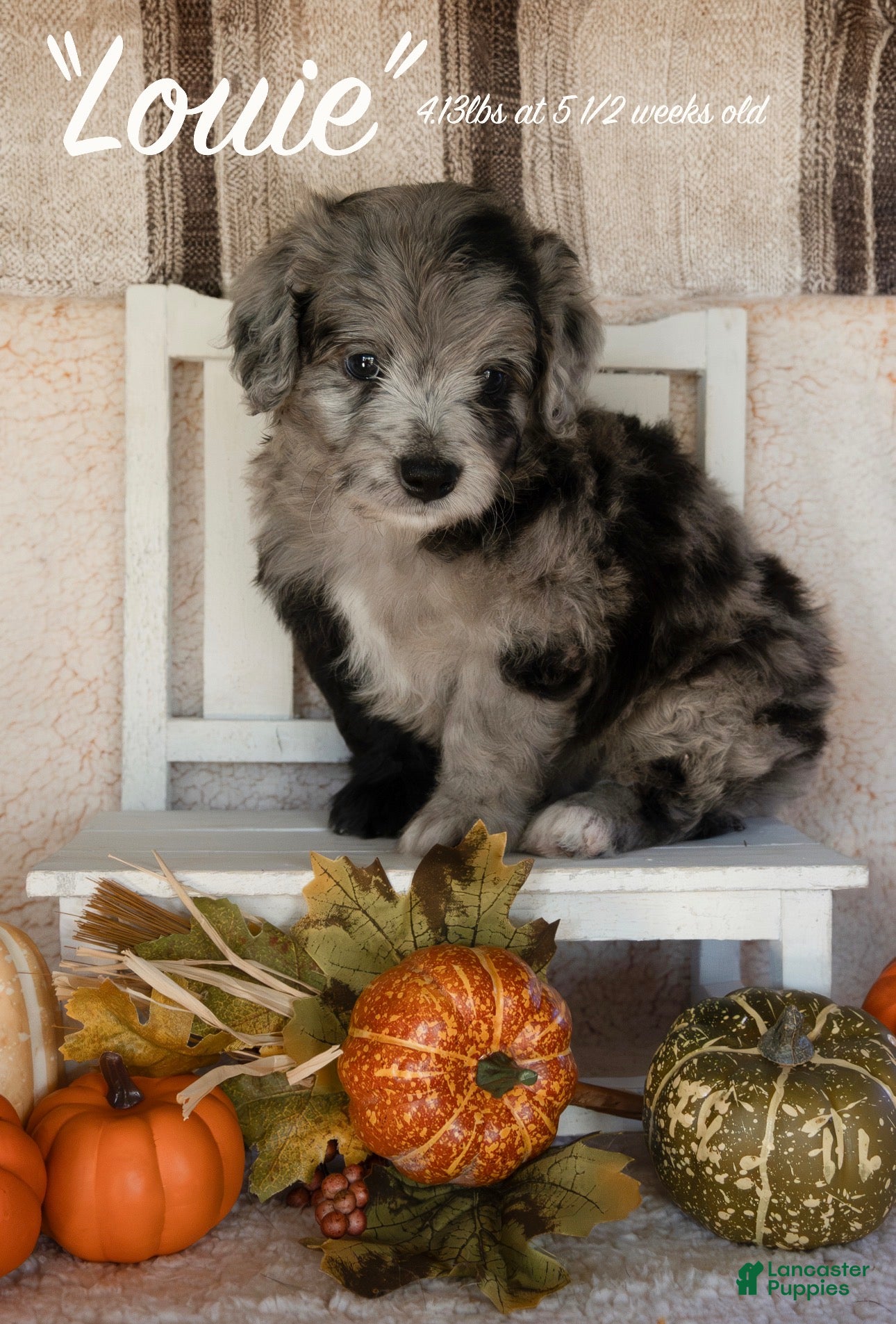 Bernedoodle dogs for sale: Louie - Ad 21