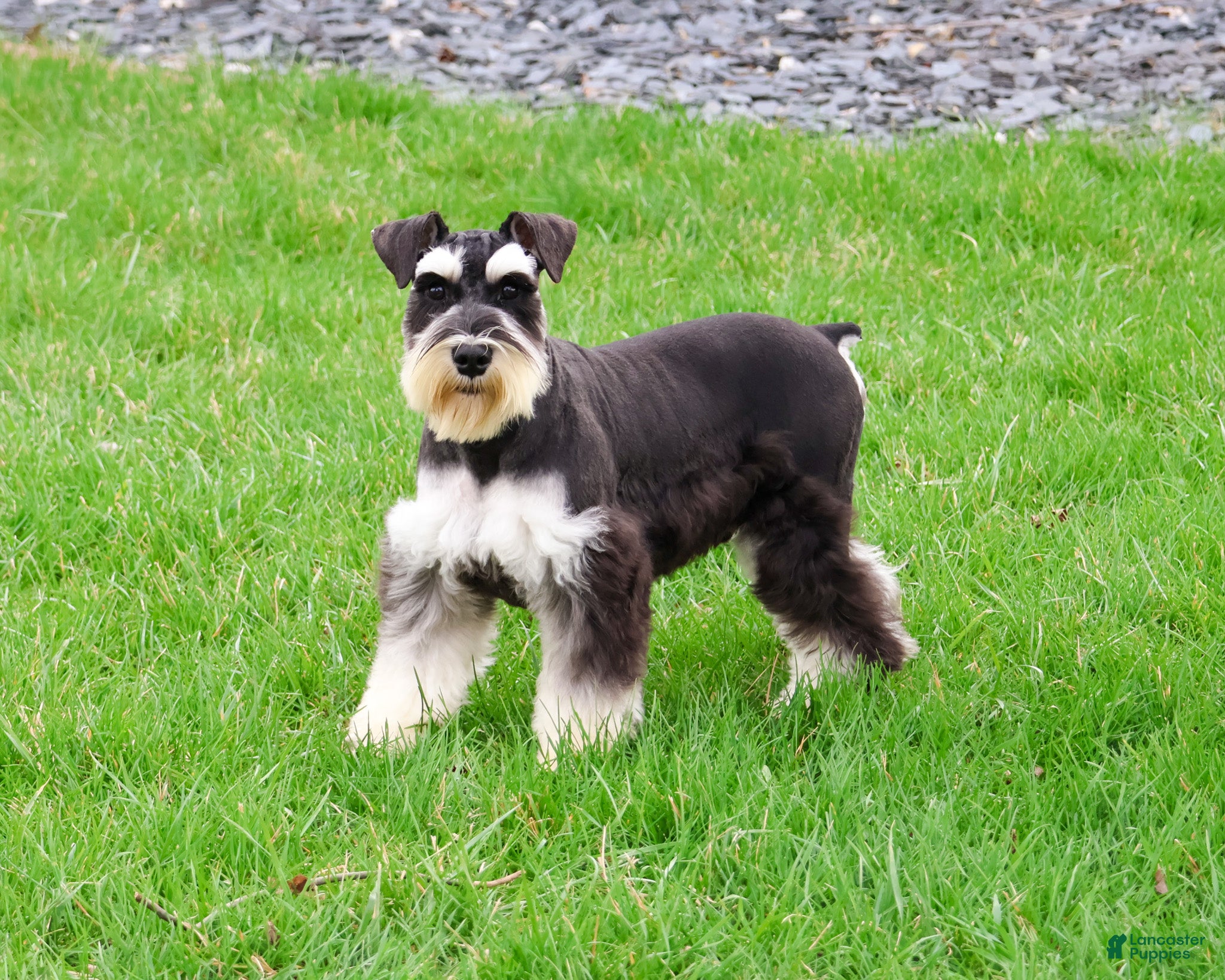 Miniature Schnauzer dogs Jasper  - Ad 1