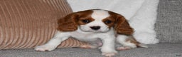 Cavalier King Charles Spaniel dogs for sale: Mack - Ad 3
