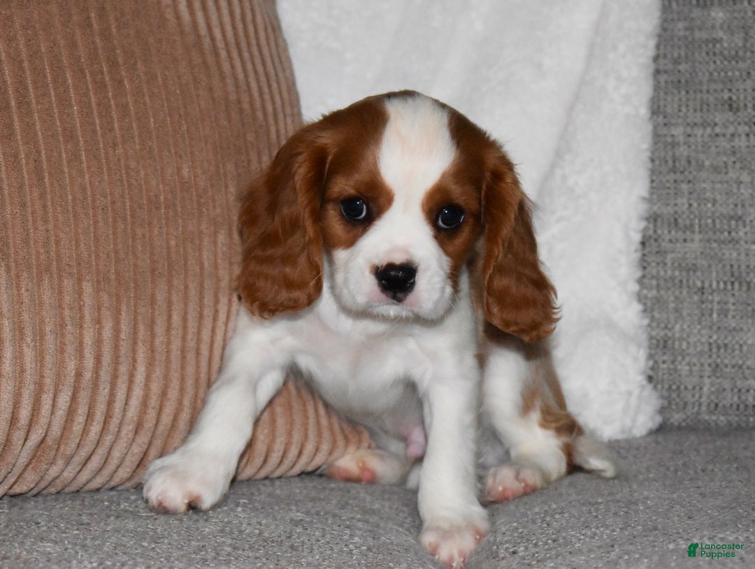 Cavalier King Charles Spaniel dogs for sale: Mack - Ad 3