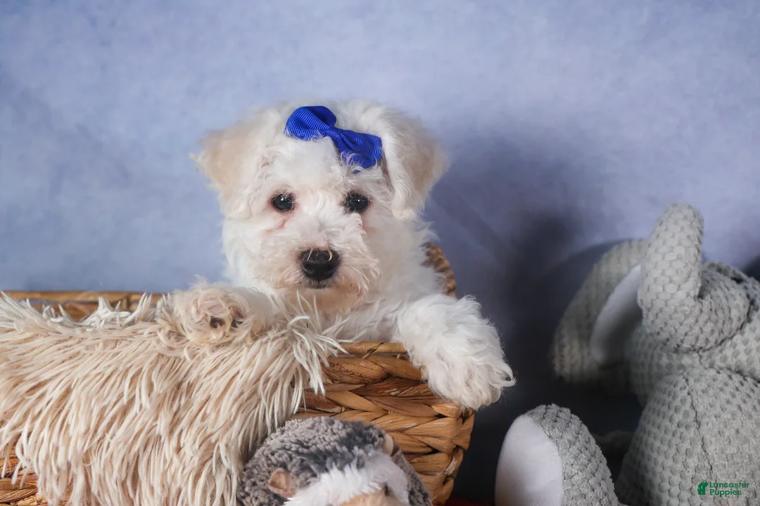 Bichon Frise dogs for sale: Dakota - Ad 14