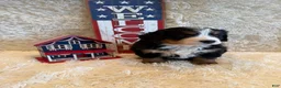 Bernese Mountain Dog dogs for sale: Hannah - Ad 3