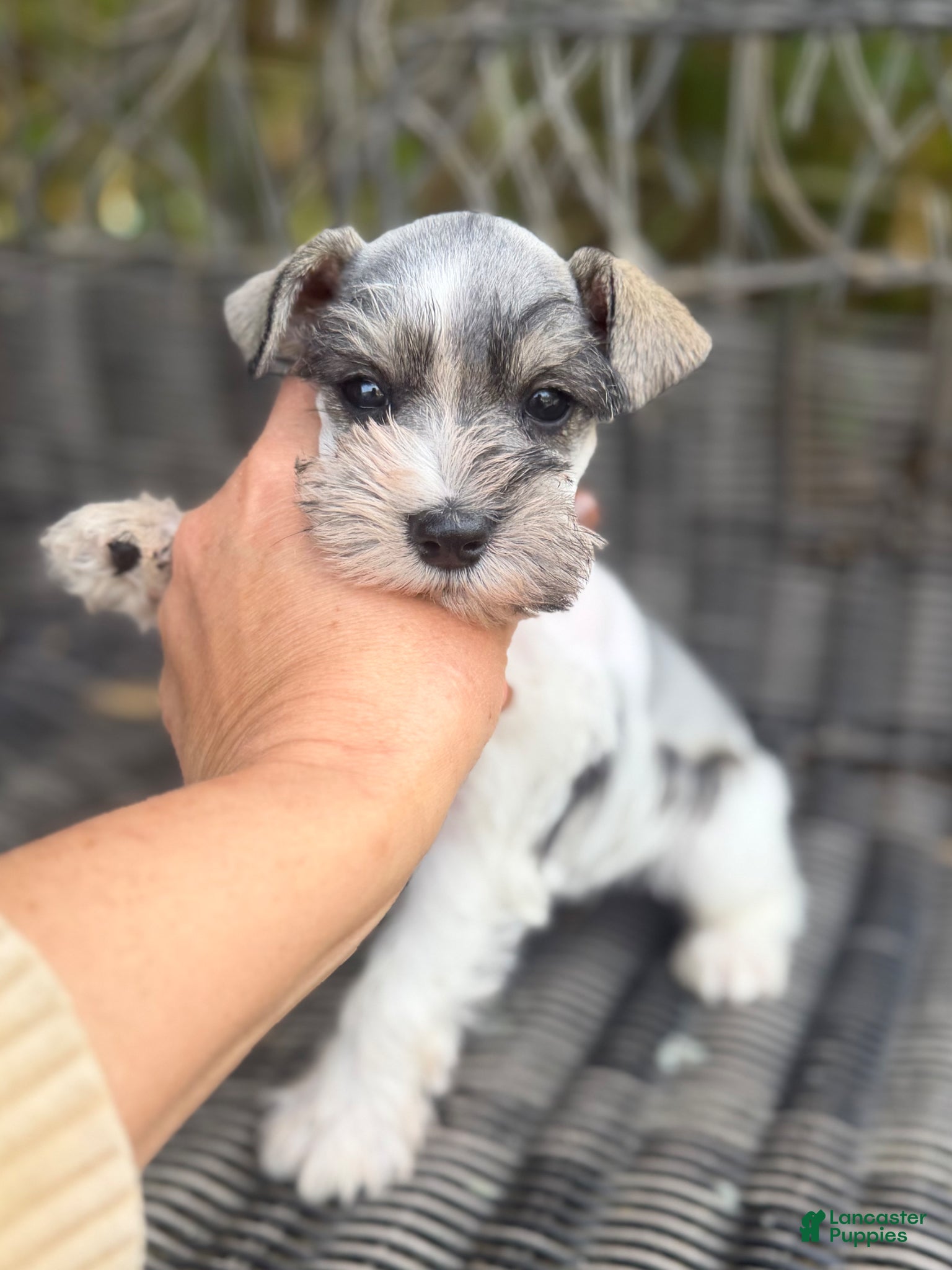 Miniature Schnauzer dogs Miniature Schnauzer Puppy 4 - Ad 20