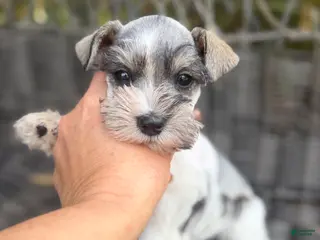 Miniature Schnauzer dogs Miniature Schnauzer Puppy 4 - Ad 20