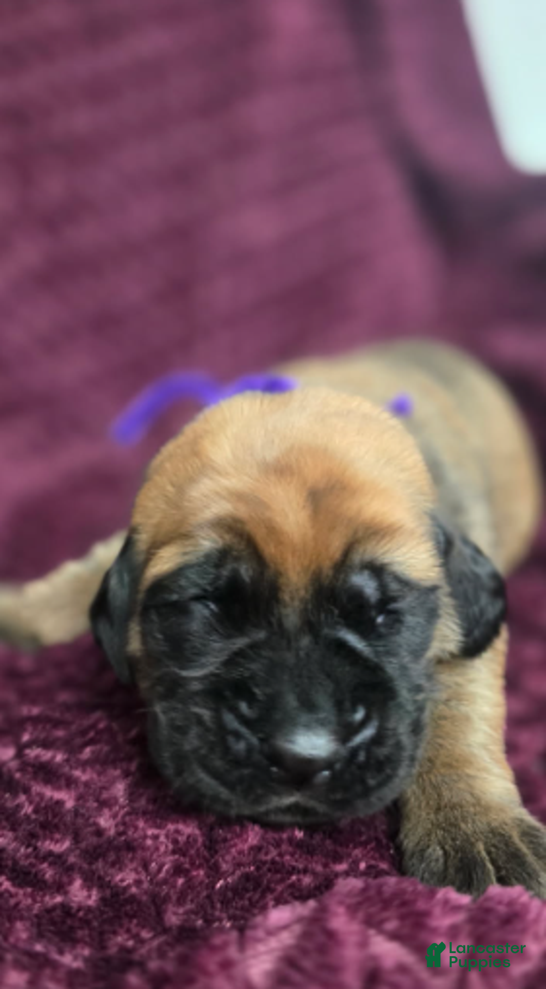 English Mastiff dogs for sale: Clara - Ad 5