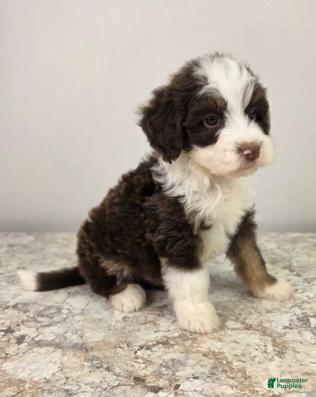 Mini Sheepadoodle dogs for sale: Reese - Ad 2