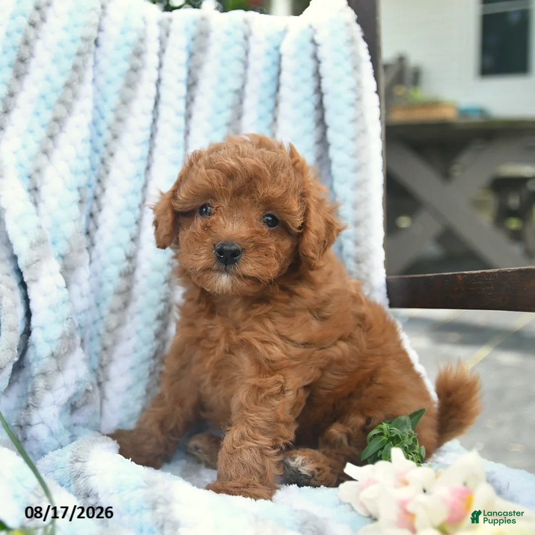 Cavapoo dogs for sale: Jewel  - Ad 3