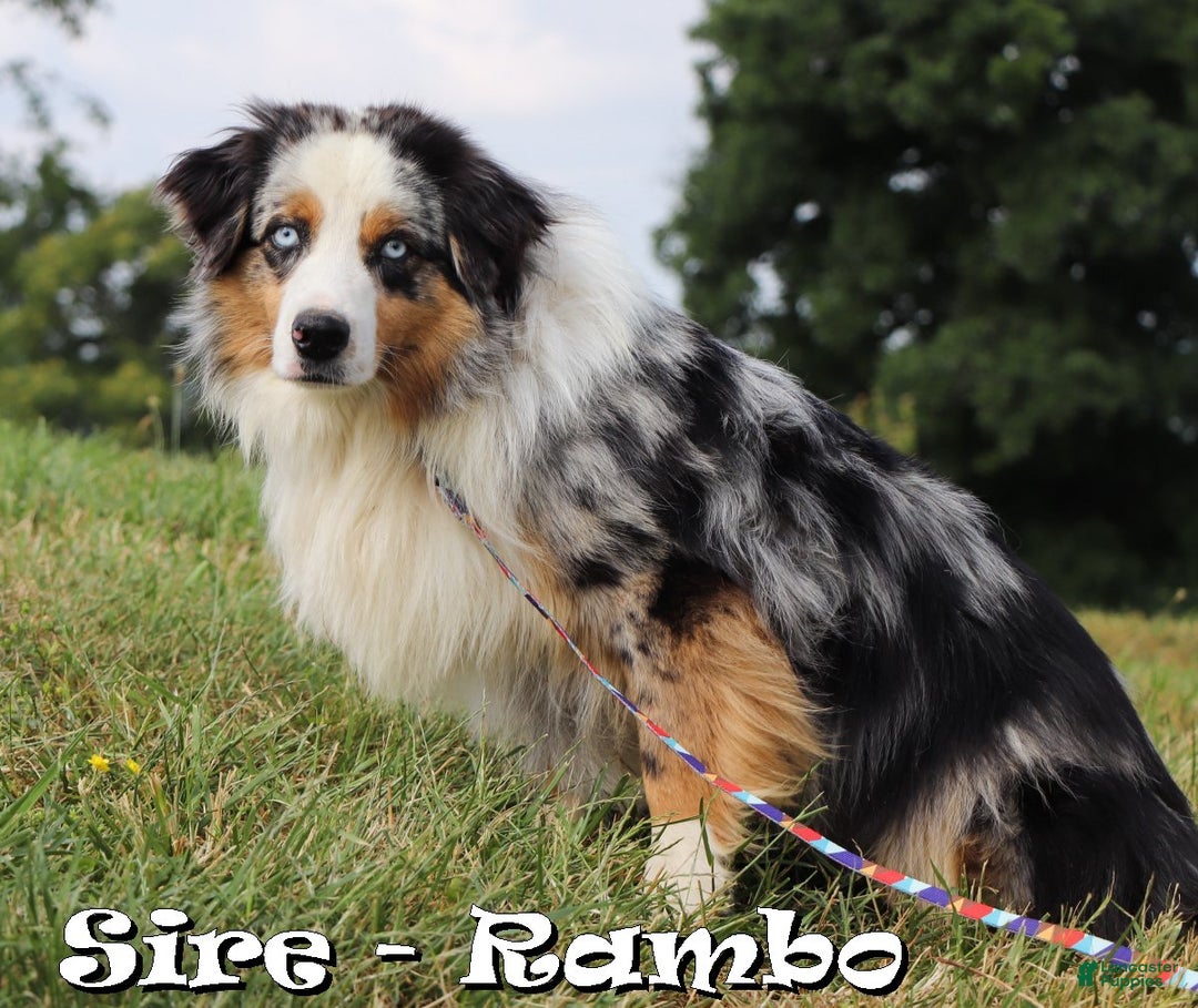 Miniature Australian Shepherd dogs for sale: Dolly - Ad 11