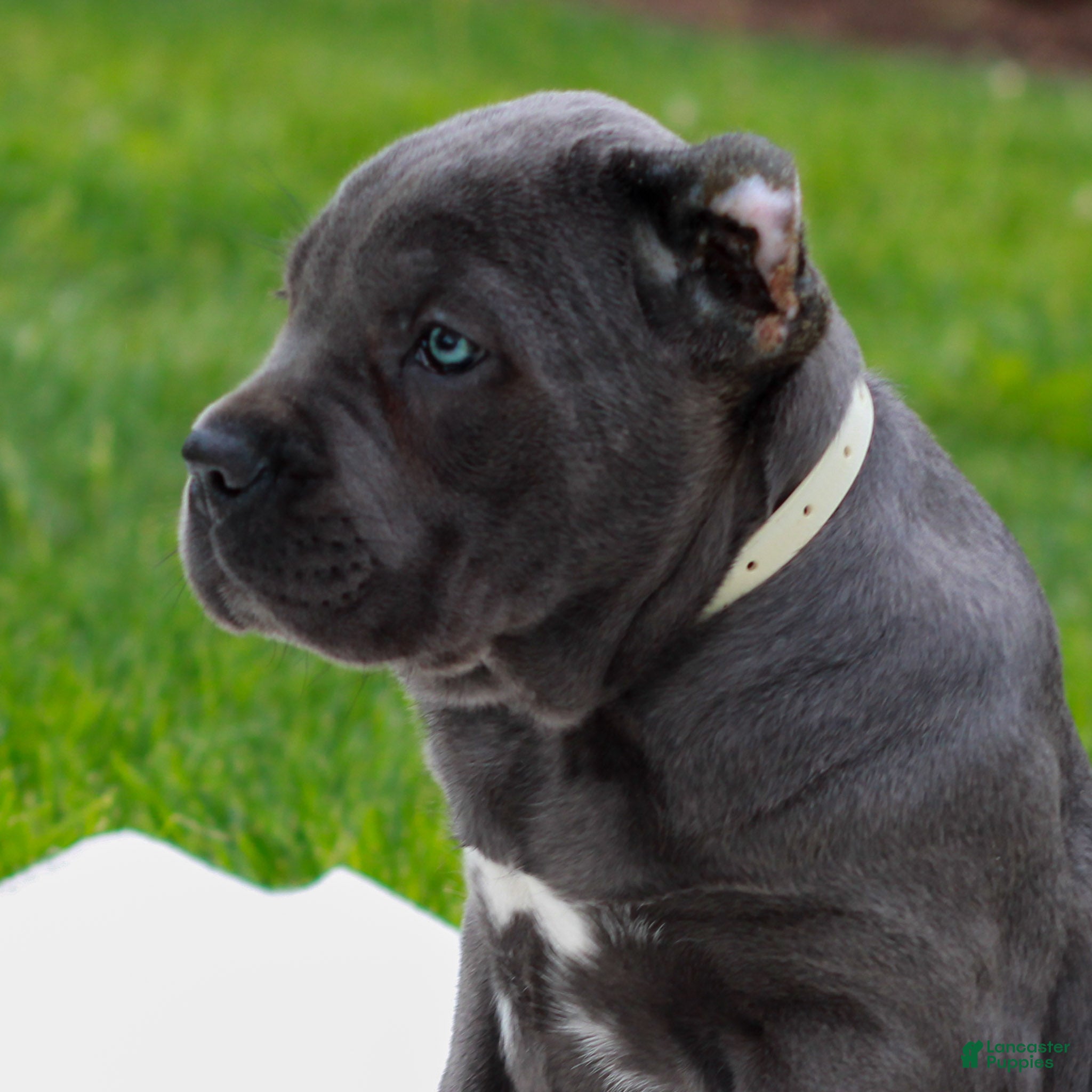 Cane Corso dogs Francesca  - Ad 2