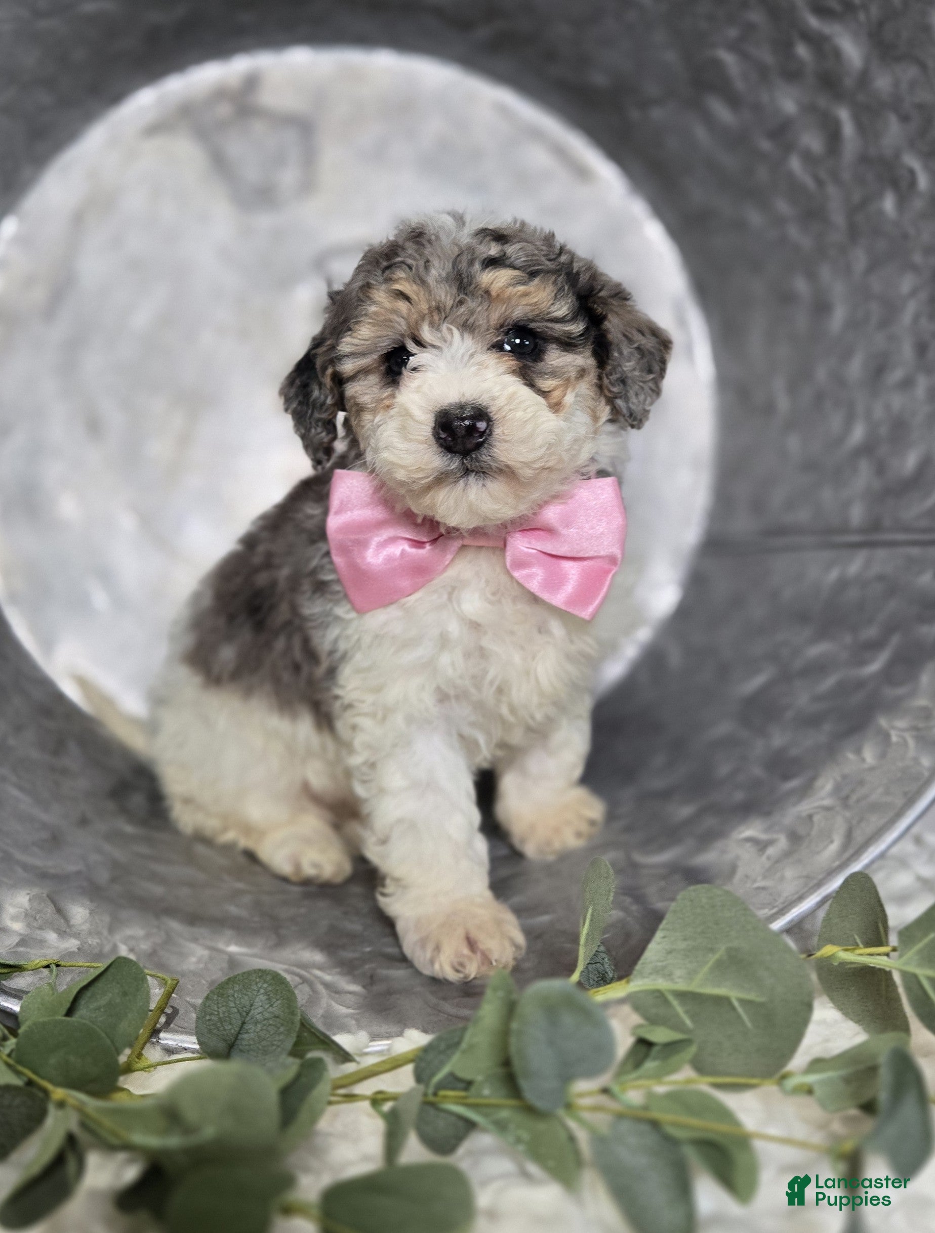 Mini Sheepadoodle dogs Macie - Ad 2