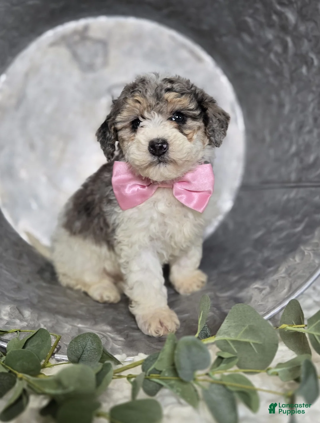 Mini Sheepadoodle dogs for sale: Macie - Ad 2