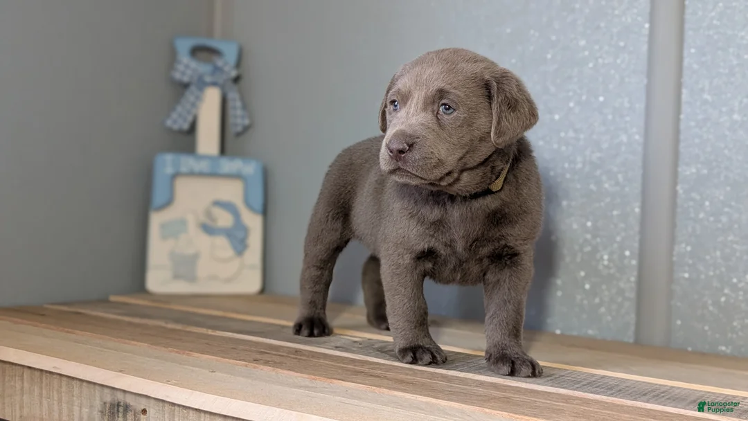 Labrador Retriever dogs for sale: Tyson - Ad 3