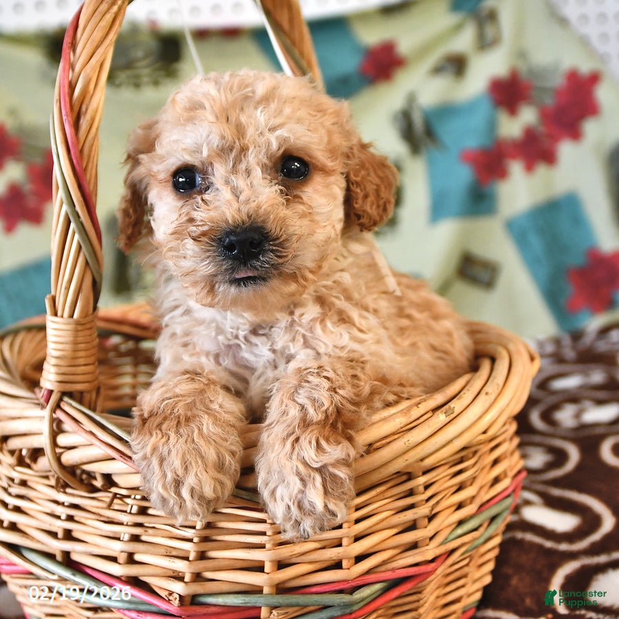 Cockapoo dogs Hannah - Ad 1