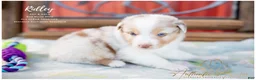 Australian Shepherd dogs for sale: Ridley - Ad 3