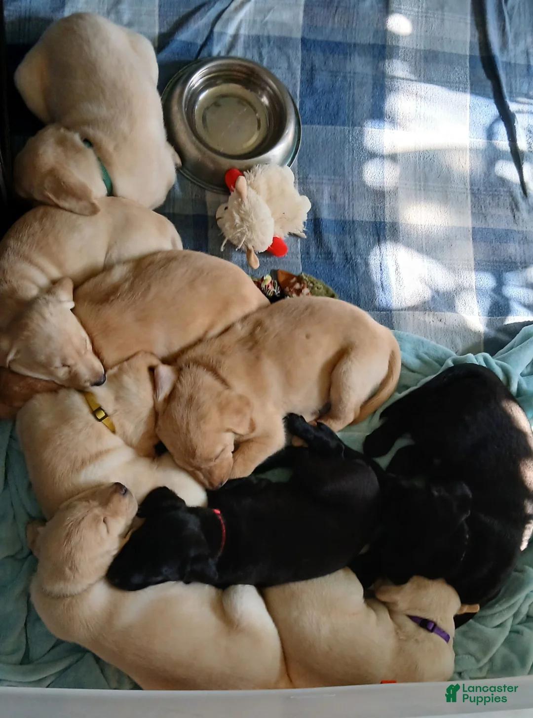 Labrador Retriever dogs for sale: Labrador Retriever Red collar - Ad 3