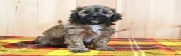 Shihpoo dogs for sale: Sunny - Ad 2
