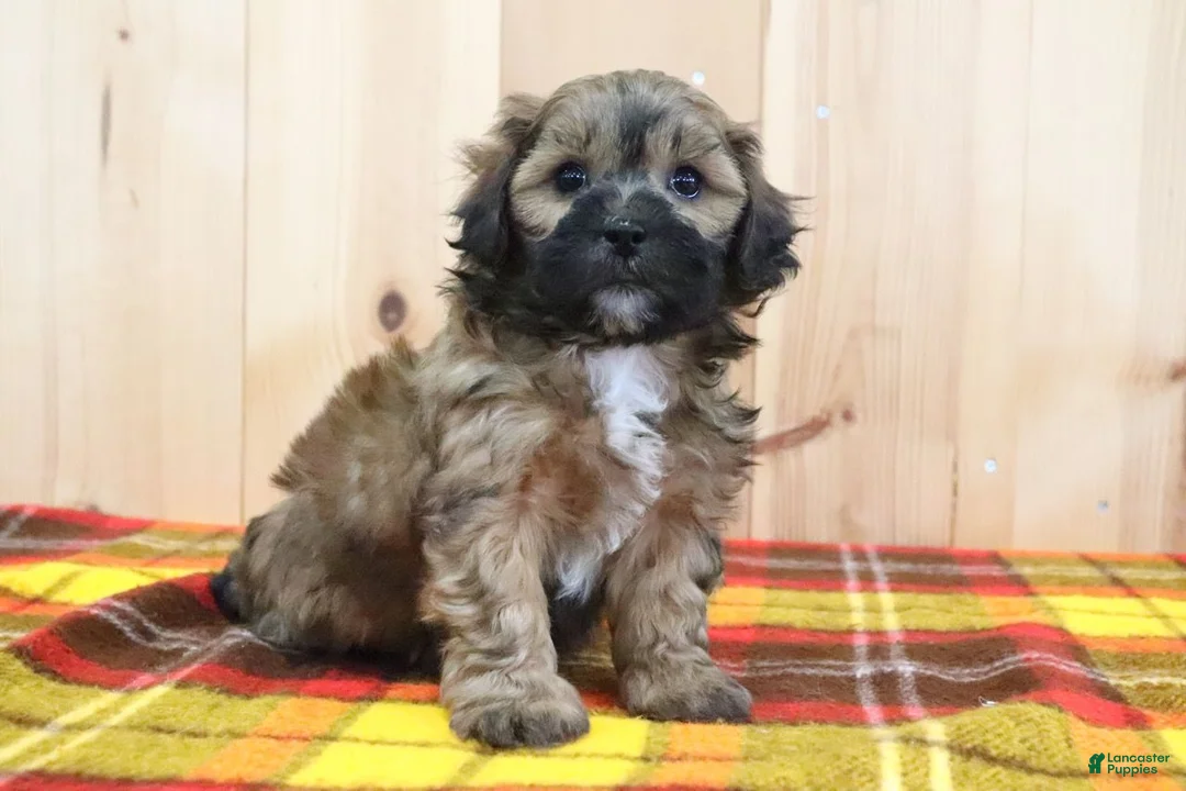Shihpoo dogs for sale: Sunny - Ad 2