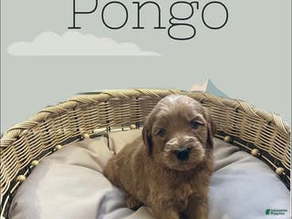 Goldendoodle dogs Pongo - Ad 31