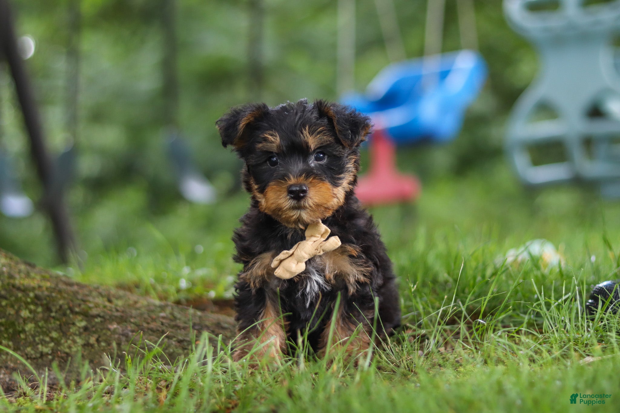 Yochon dogs Landon - Ad 2
