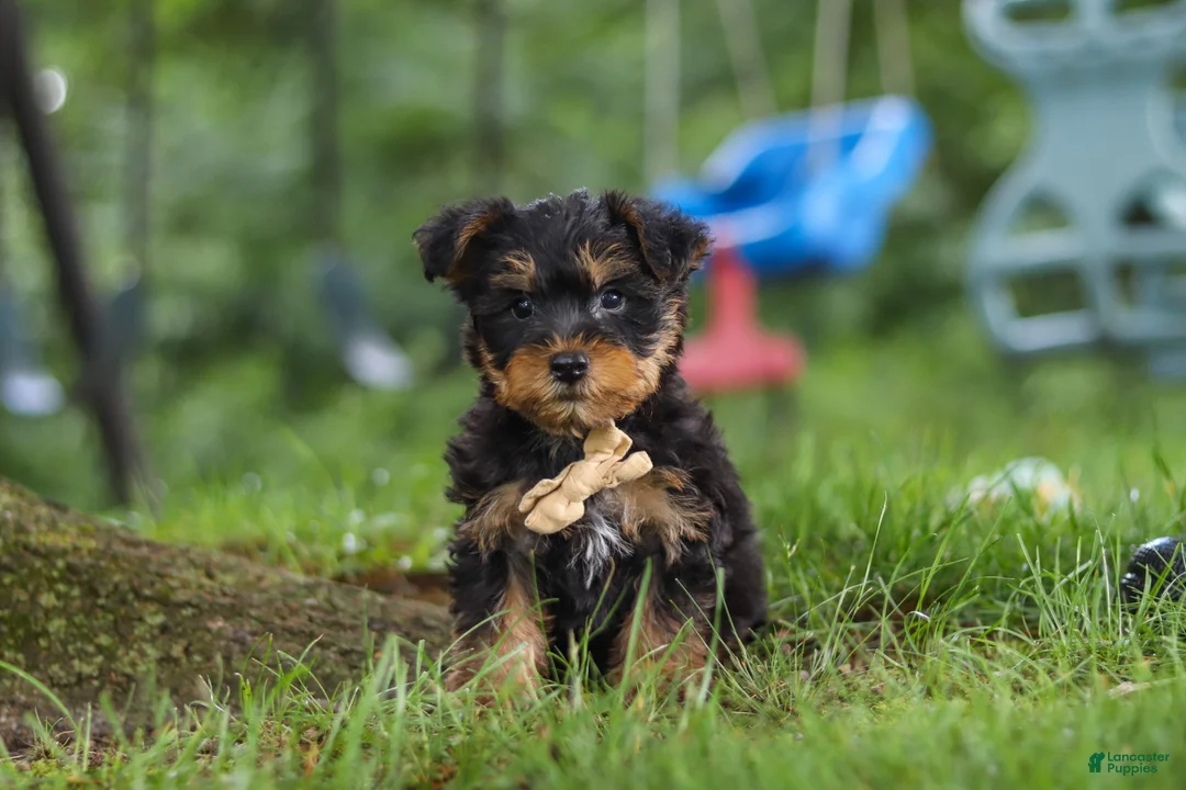 Yochon dogs for sale: Landon - Ad 2