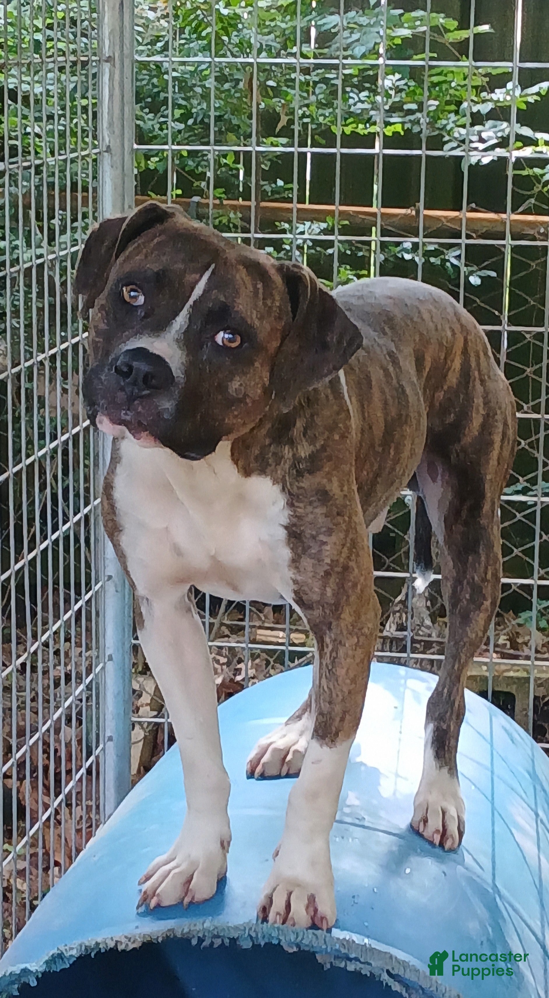 American Pit Bull Terrier dogs American Pit Bull Terrier Puppy 1 - Ad 2