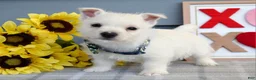 West Highland Terrier dogs for sale: Baxter - Ad 3