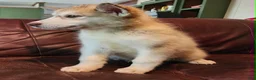 Alaskan Malamute dogs for sale: Alaskan Malamute 2 - Ad 3
