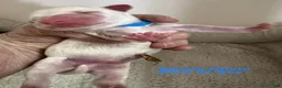 Miniature Schnauzer dogs for sale: Blue ID Boy - Ad 1