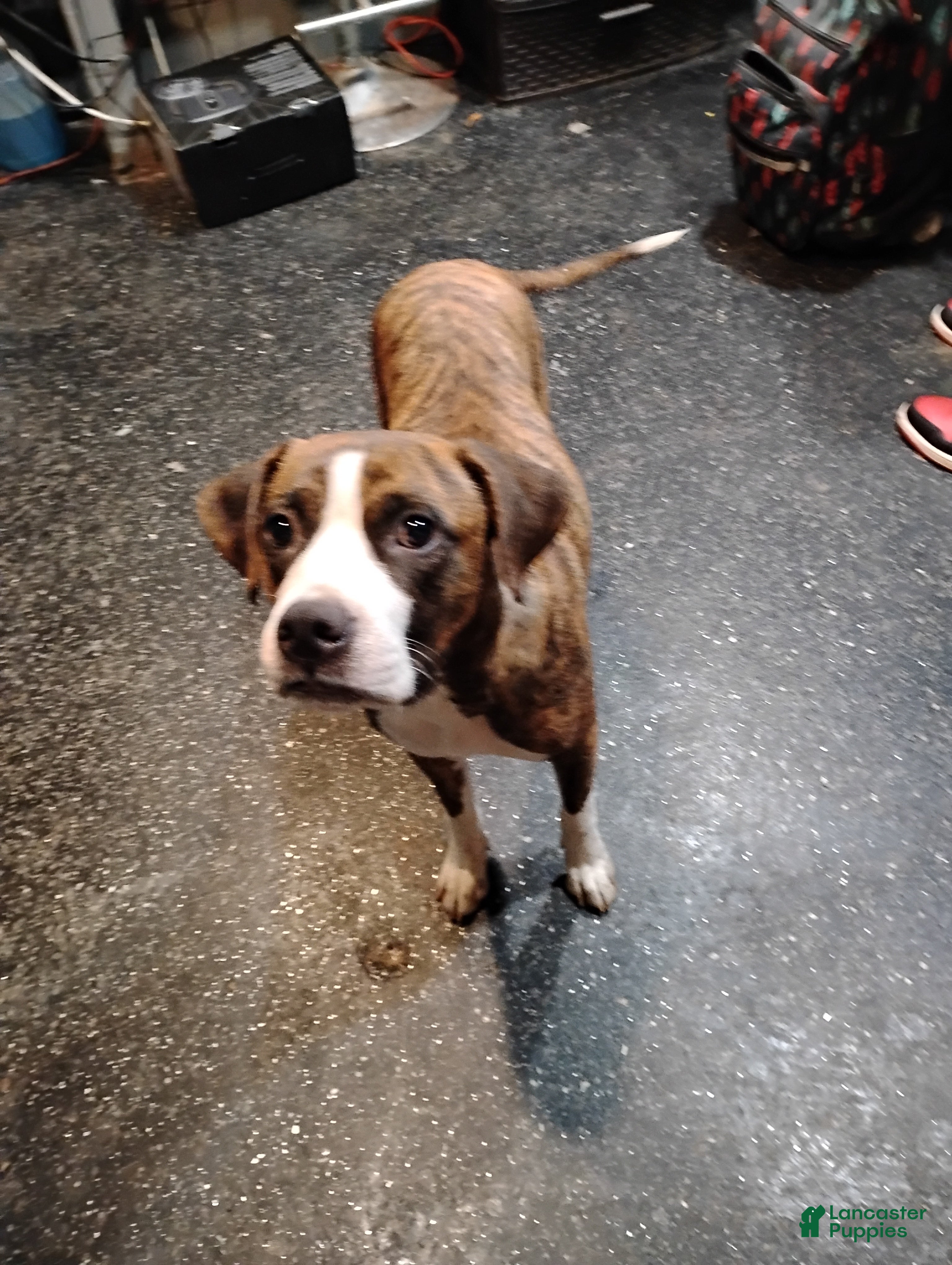 Mixed Breed dogs American Pitbull terrier  - Ad 4